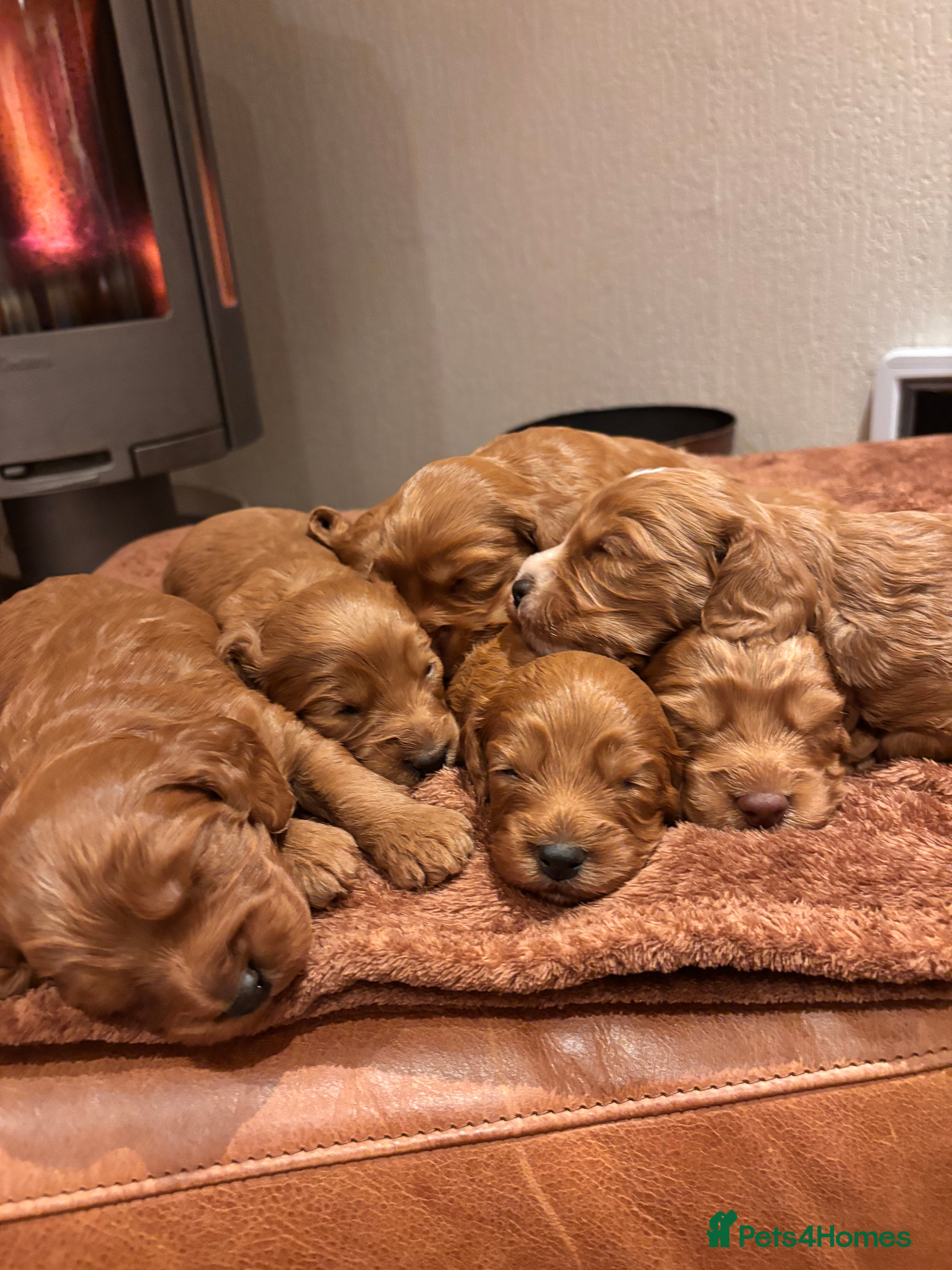 Cockapoo dogs F1 Cockerpoo Puppies - Advert 1