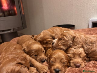 Cockapoo dogs F1 Cockerpoo Puppies - Advert 1