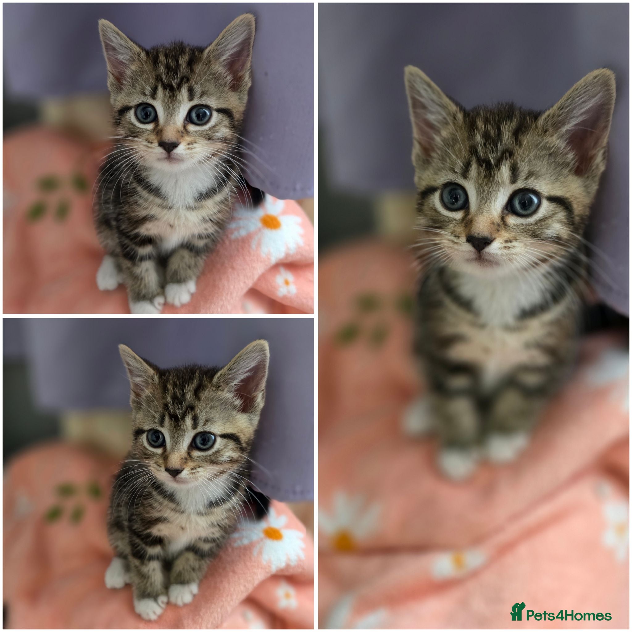 Mixed Breed cats 🔹️🔹️Lovely Kittens🔹️🔹️Ragdoll x domestic cat.  - Advert 16