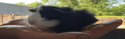 Guinea Pig rodents for sale: 2 bonded boy piggy’s for sale - Advert 7