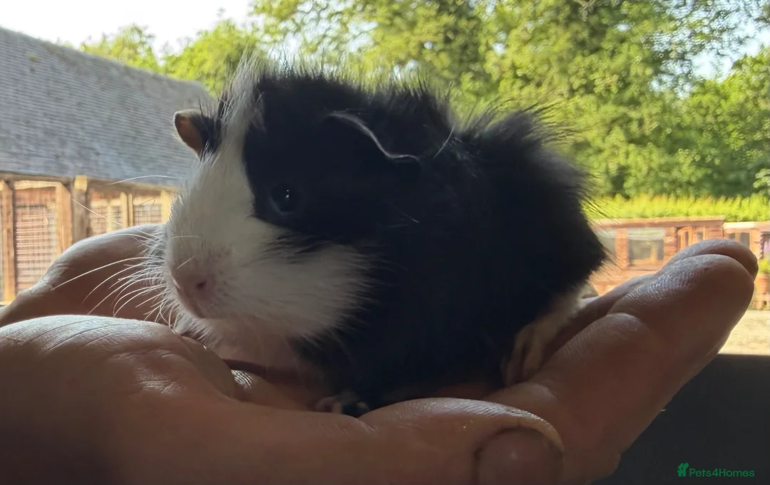 Guinea Pig rodents for sale: 2 bonded boy piggy’s for sale - Advert 7