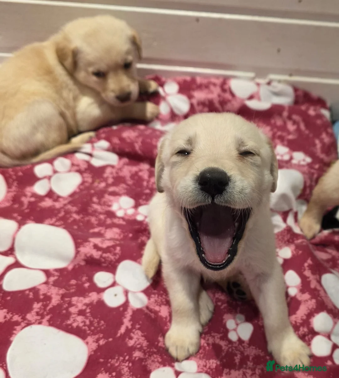 Mixed Breed dogs for sale: Multi-Generational Labradoodle Puppies - Advert 2
