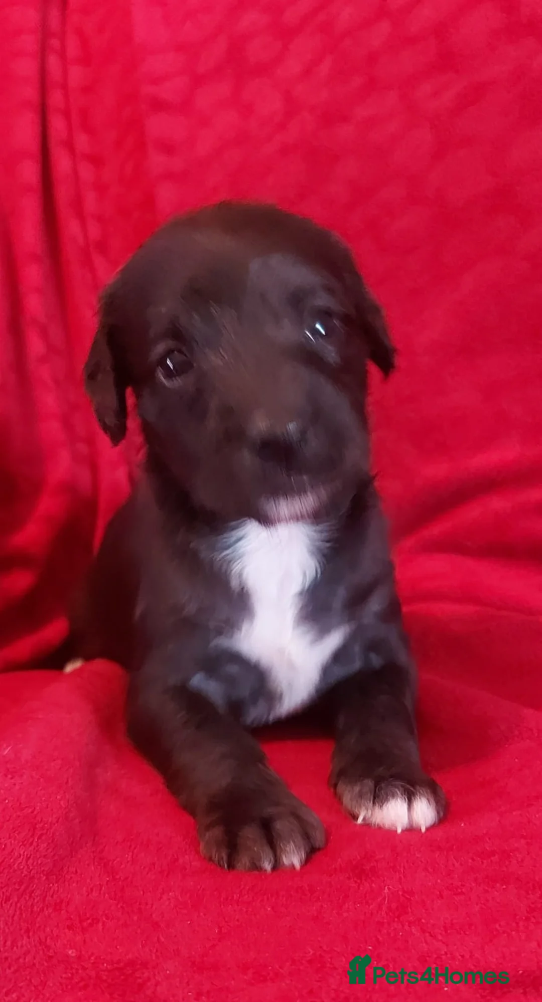 Mixed Breed dogs for sale: Stunning F1 Bedlington/whippet puppies - Advert 2