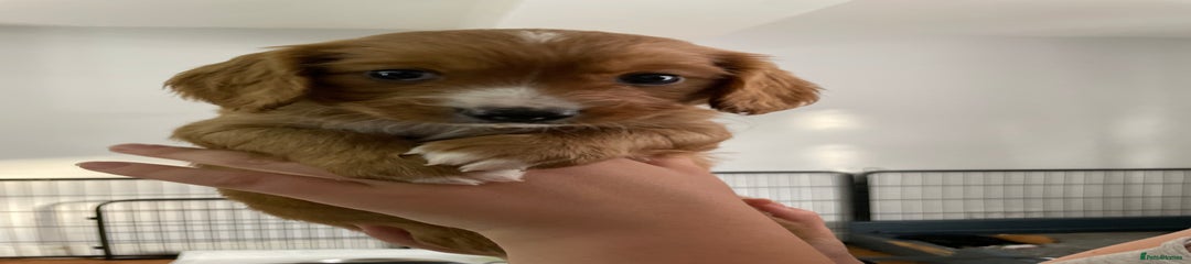 Mixed Breed Puppy 1