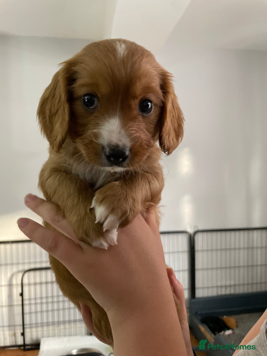 Mixed Breed dogs for sale: Beautiful Cavapoo puppies  - Image 11