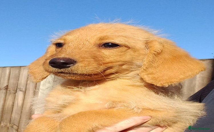 Labradoodle dogs - Advert 2