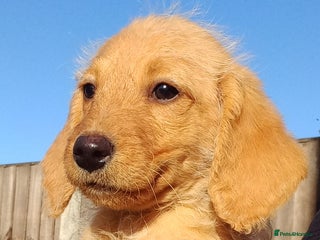 Labradoodle dogs - Advert 2