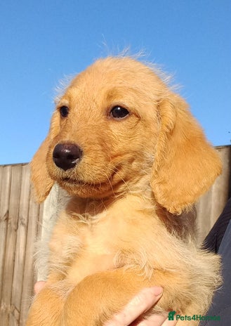 Labradoodle dogs - Advert 5