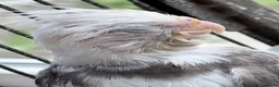 Cockatiels birds for sale: Handreared Beautiful DNA‑Tested Cockatiels  in Wigan - Advert 3