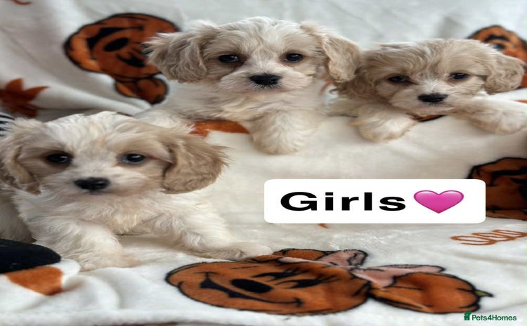 Cavachon dogs - Advert 2
