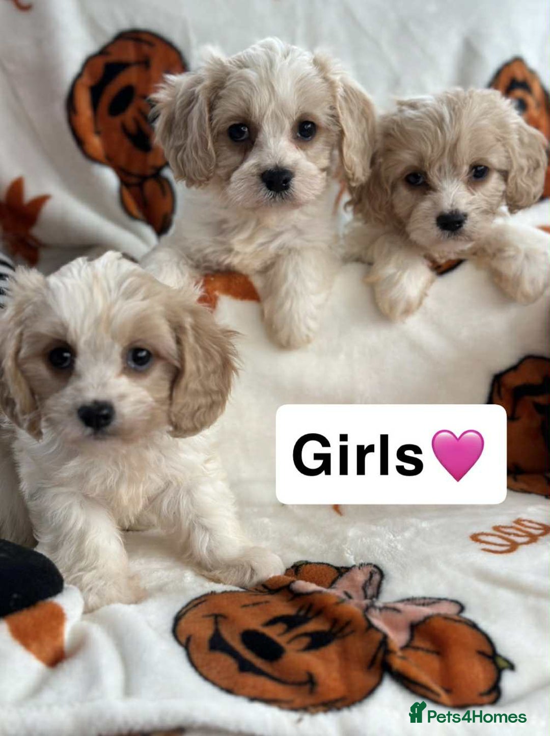 Cavachon dogs for sale: DNA CLEAR CAVACHON PUPS - Image 1