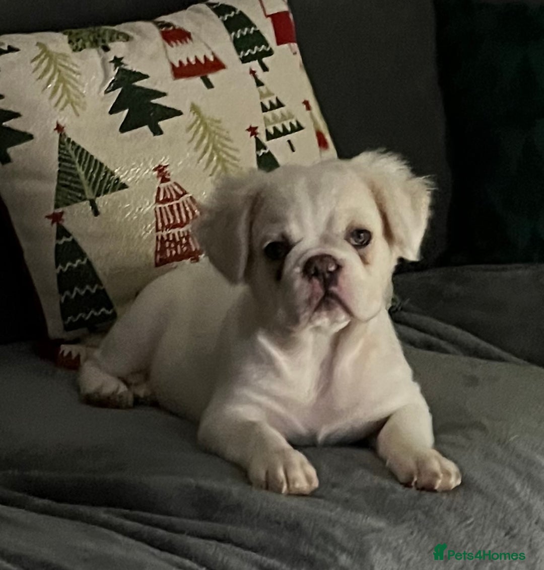 French Bulldog dogs for sale: Male Fluffy French Bulldog  - Image 3