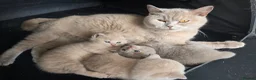 British Shorthair cats for sale: ❤️TICA CHUNKY BABIES❤️ - Advert 5