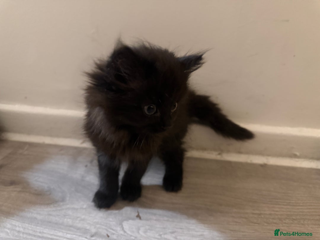 Bombay cats for sale: Adorable Kittens Looking for Their Forever Homes! - Advert 4