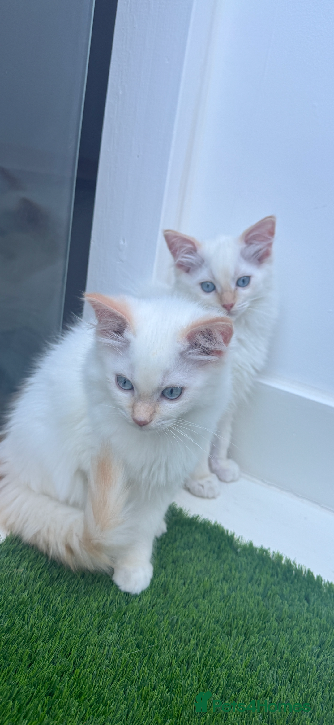 Ragdoll cats for sale: 4 FLAME POINT RAGDOLL KITTENS- 2 ALREADY SOLD!!!! - Image 19
