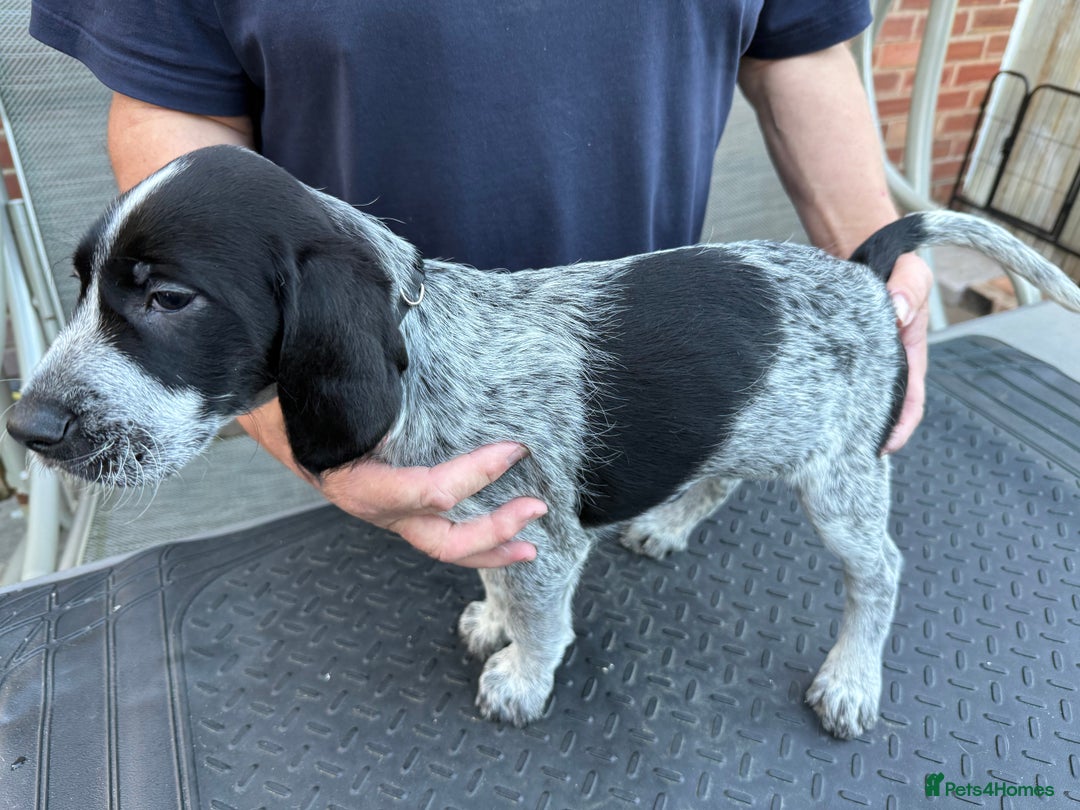 Mixed Breed dogs for sale: German shorthair pointer/wirehairpointer - Image 13