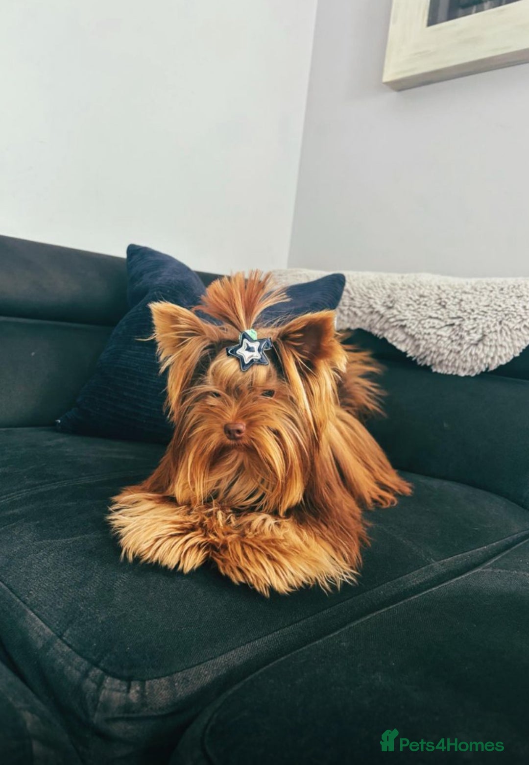 Yorkshire Terrier dogs for stud: VERY SMALL 1.3kg PEDIGREE STUD AVAILABLE – DIEGO - Advert 1