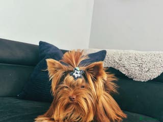 Yorkshire Terrier dogs VERY SMALL 1.3kg PEDIGREE STUD AVAILABLE – DIEGO - Advert 3