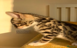 Bengal cats for sale: Ready to leave 3 left, 3/4 Bengal Kittens Rosetted - Image 4