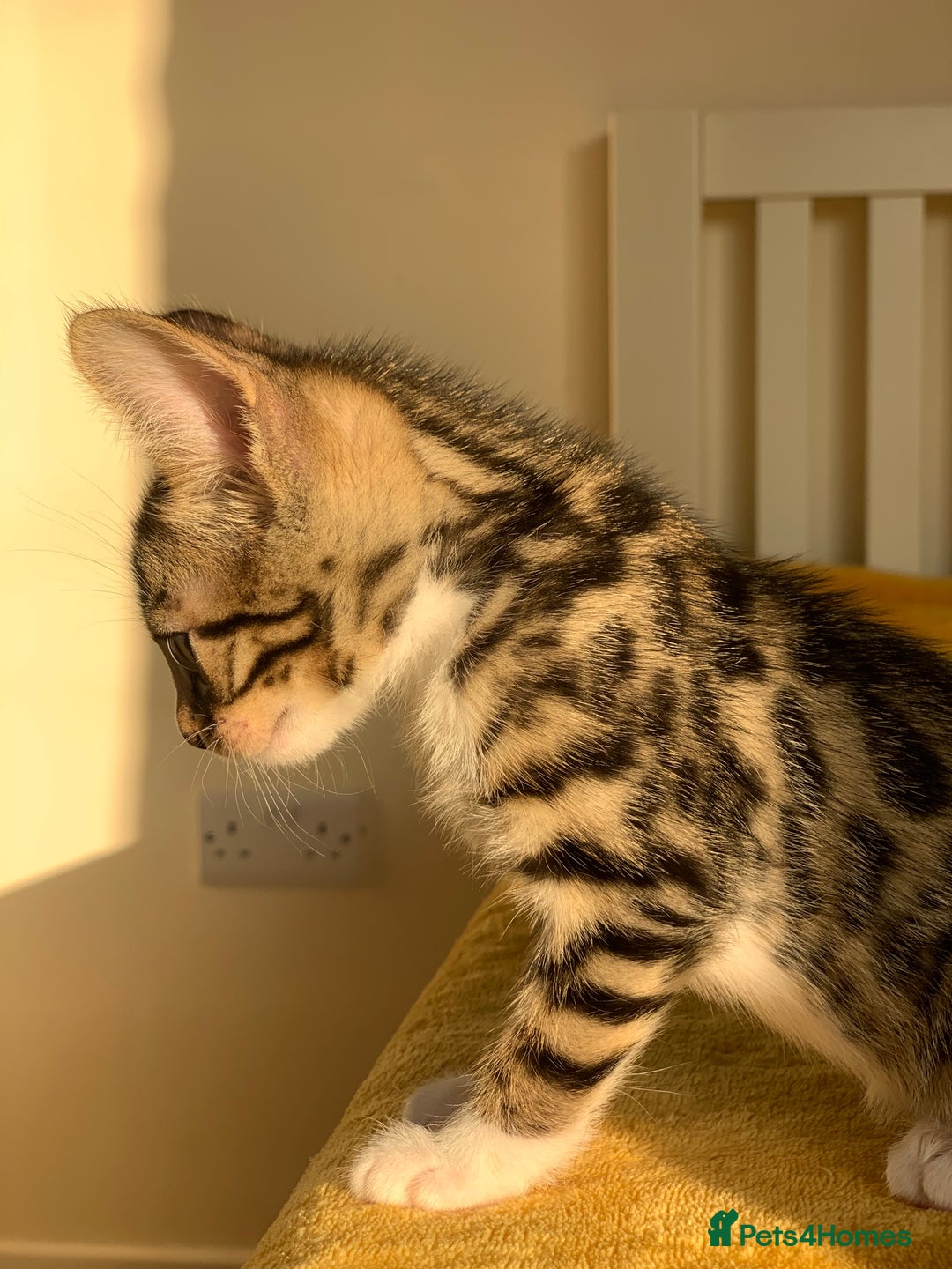 Bengal cats for sale: Ready to leave 3 left, 3/4 Bengal Kittens Rosetted - Image 4