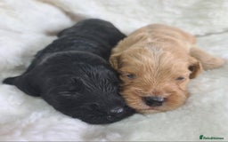Cockapoo dogs for sale: F1 Cockapoos. DNA Health Tested  in Pershore - Image 17