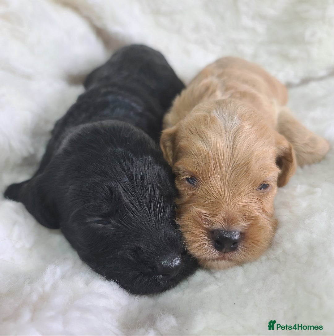 Cockapoo dogs for sale: F1 Cockapoos. DNA Health Tested  in Pershore - Image 17