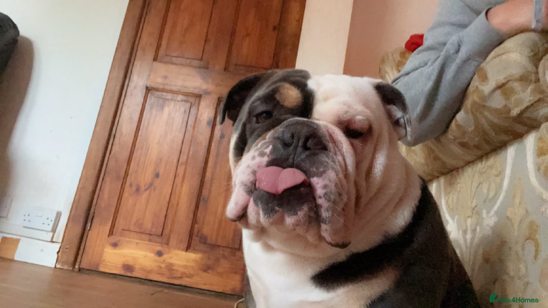 English Bulldog dogs for sale: English bulldog looking for new forever home - Image 2