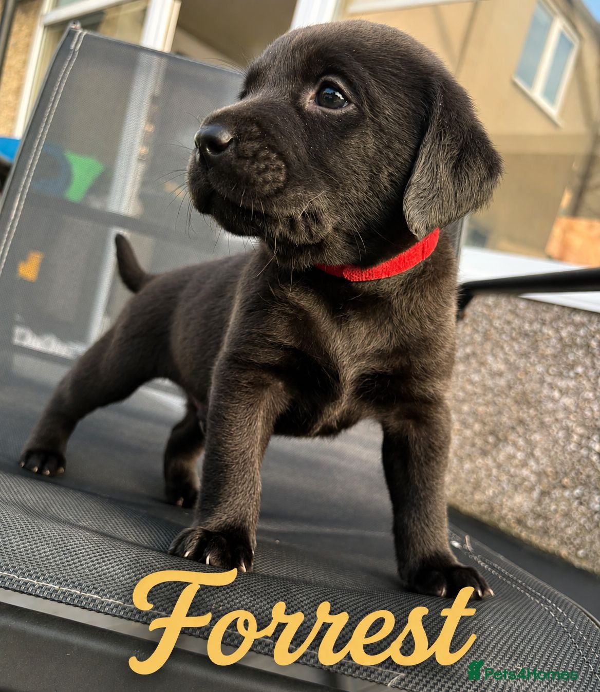 Labrador Retriever dogs KC Registered Labrador Puppies – Working Lines - Advert 2