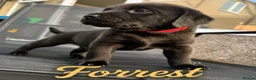 Labrador Retriever dogs for sale: KC Registered Labrador Puppies – Working Lines in Cleator - Advert 2