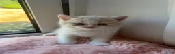 British Shorthair cats for sale:  🐾5 Beautiful British Shorthair Kittens🐱❤️ - Advert 7