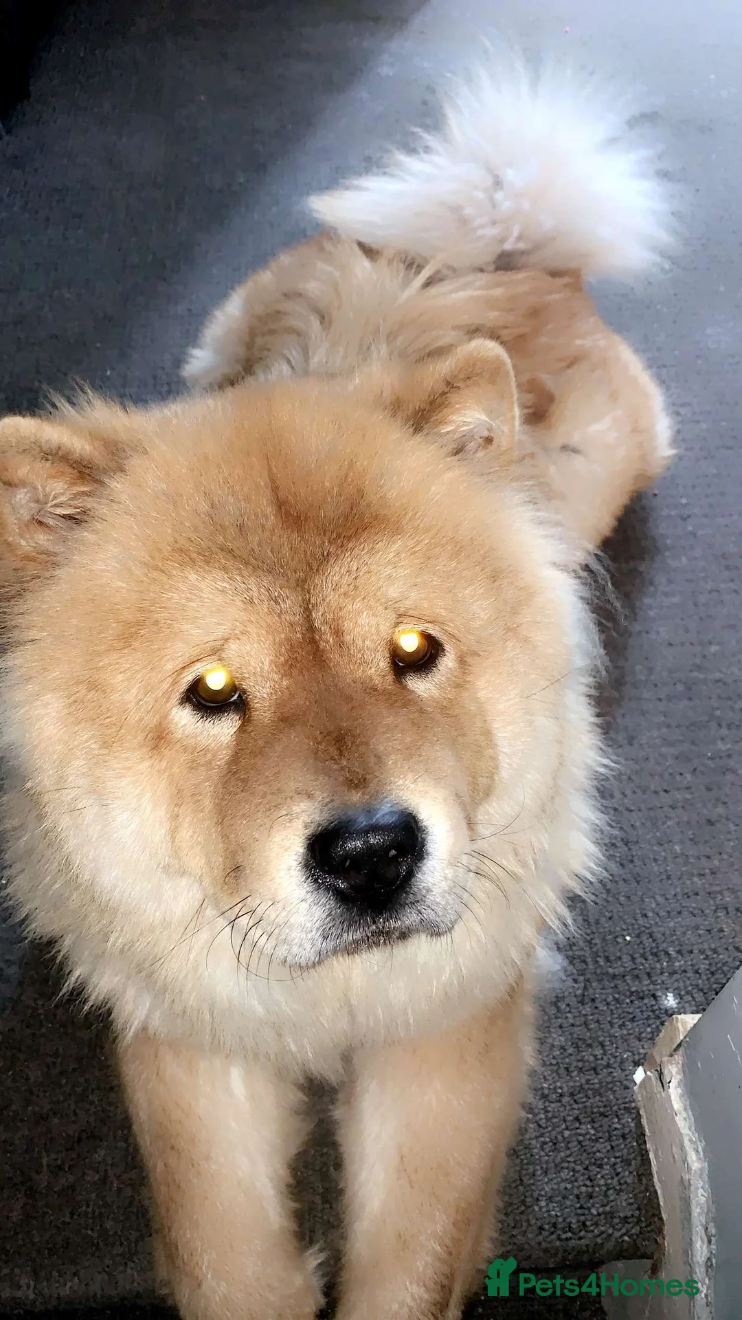 Chow Chow dogs for sale: Narla  - Advert 1