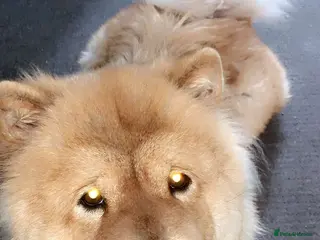 Chow Chow dogs Narla - Advert 12