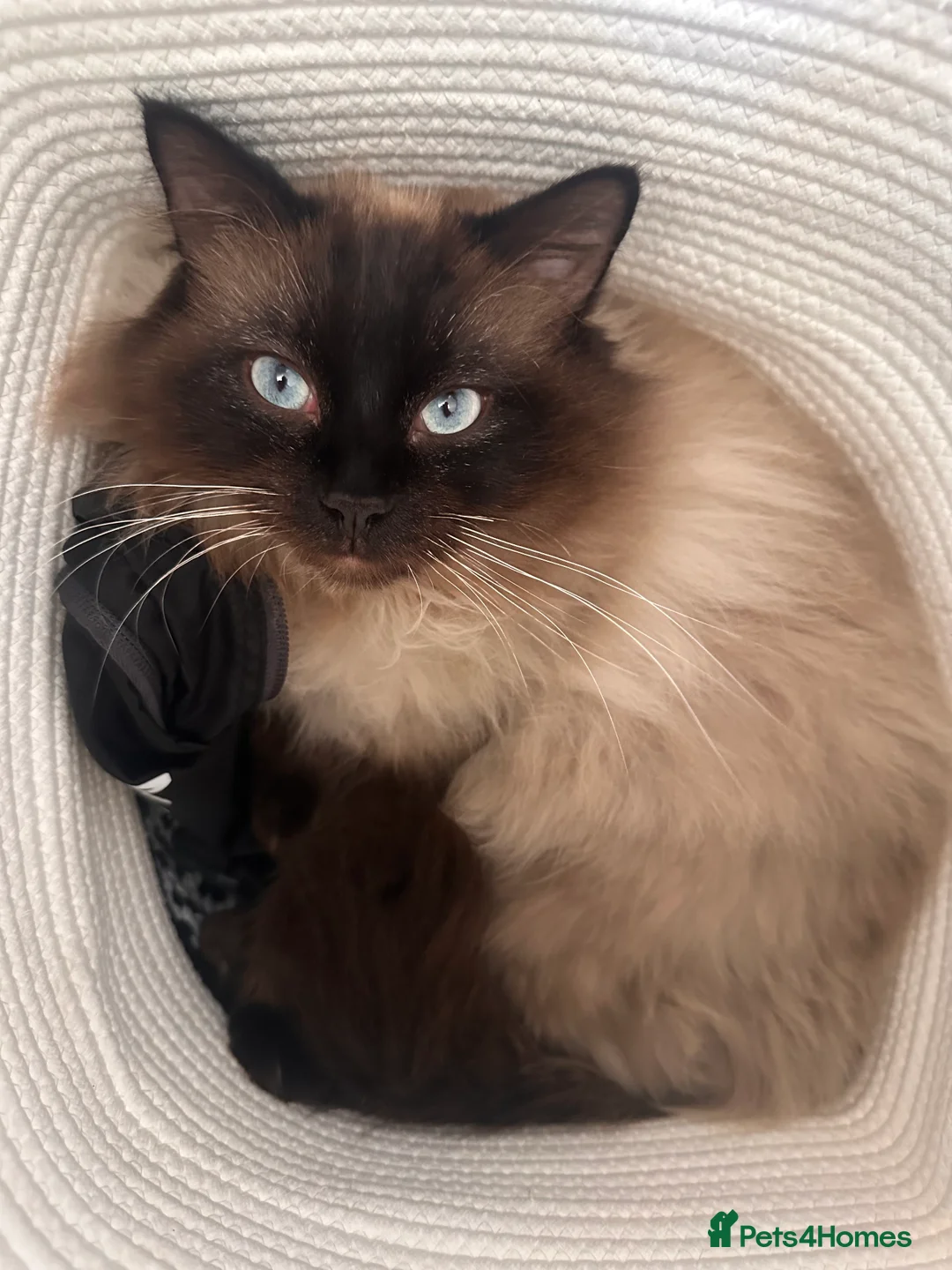 Ragdoll cats for stud: Ragdoll for stud  in Goole - Advert 2