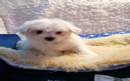 Maltipoo dogs for sale: Toy Maltipoos  ready NOW - Image 11