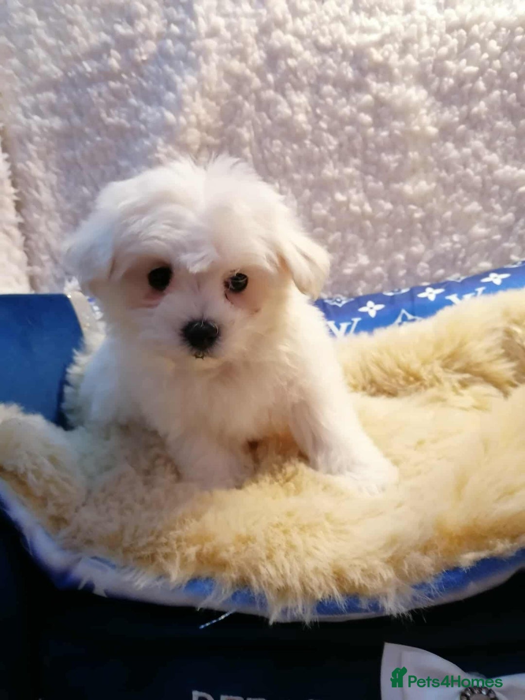 Maltipoo dogs for sale: Toy Maltipoos  ready NOW - Image 11