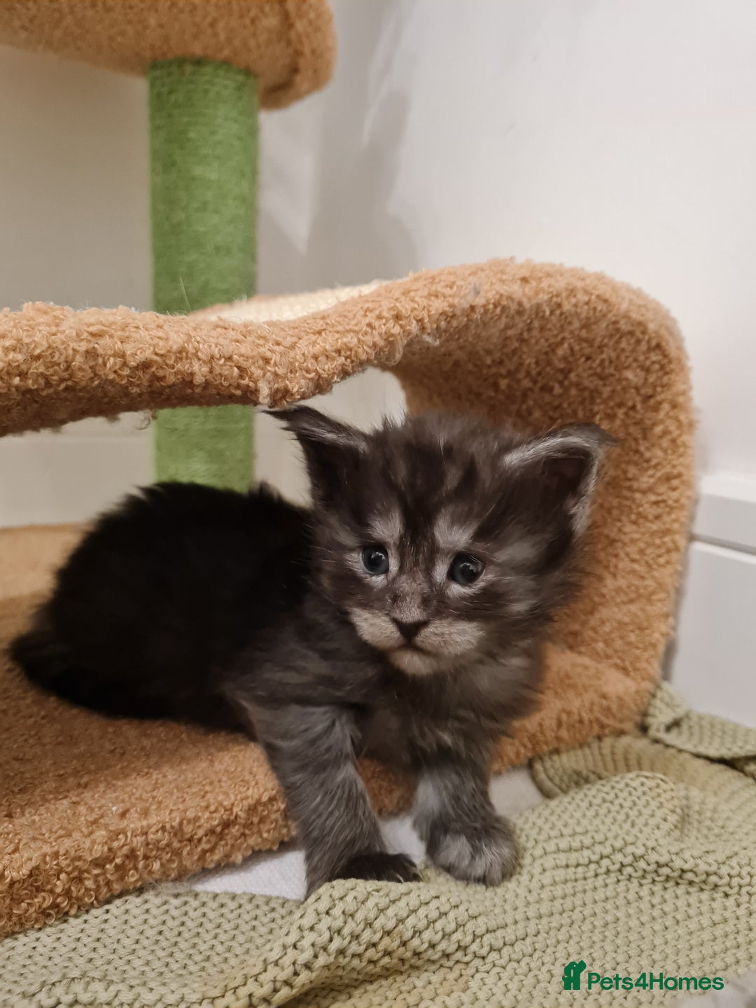 Maine Coon cats for sale: Maine coon kittens  - Advert 4