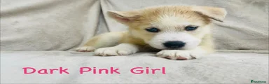 Siberian Husky Puppy Dark Pink