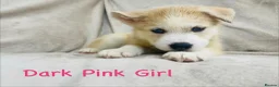 Siberian Husky dogs for sale: Stunning husky puppies - RARE white/cream  - Advert 31