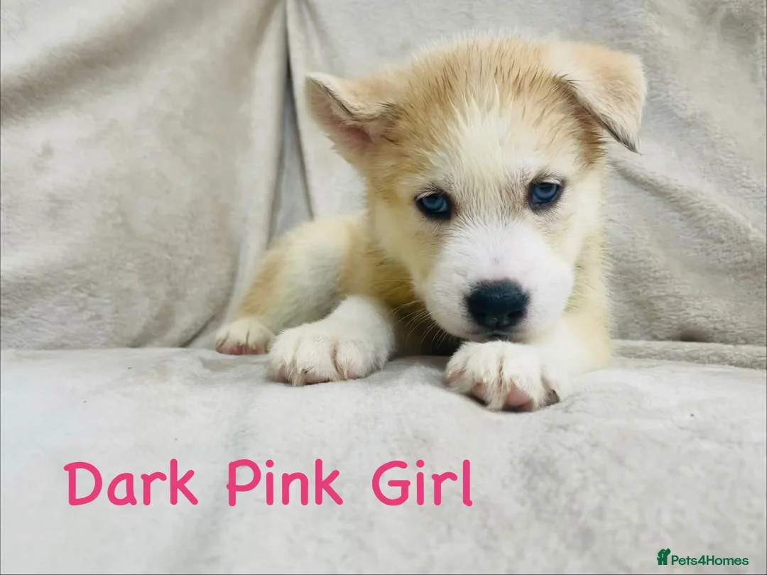 Siberian Husky dogs for sale: Stunning husky puppies - RARE white/cream  - Advert 31
