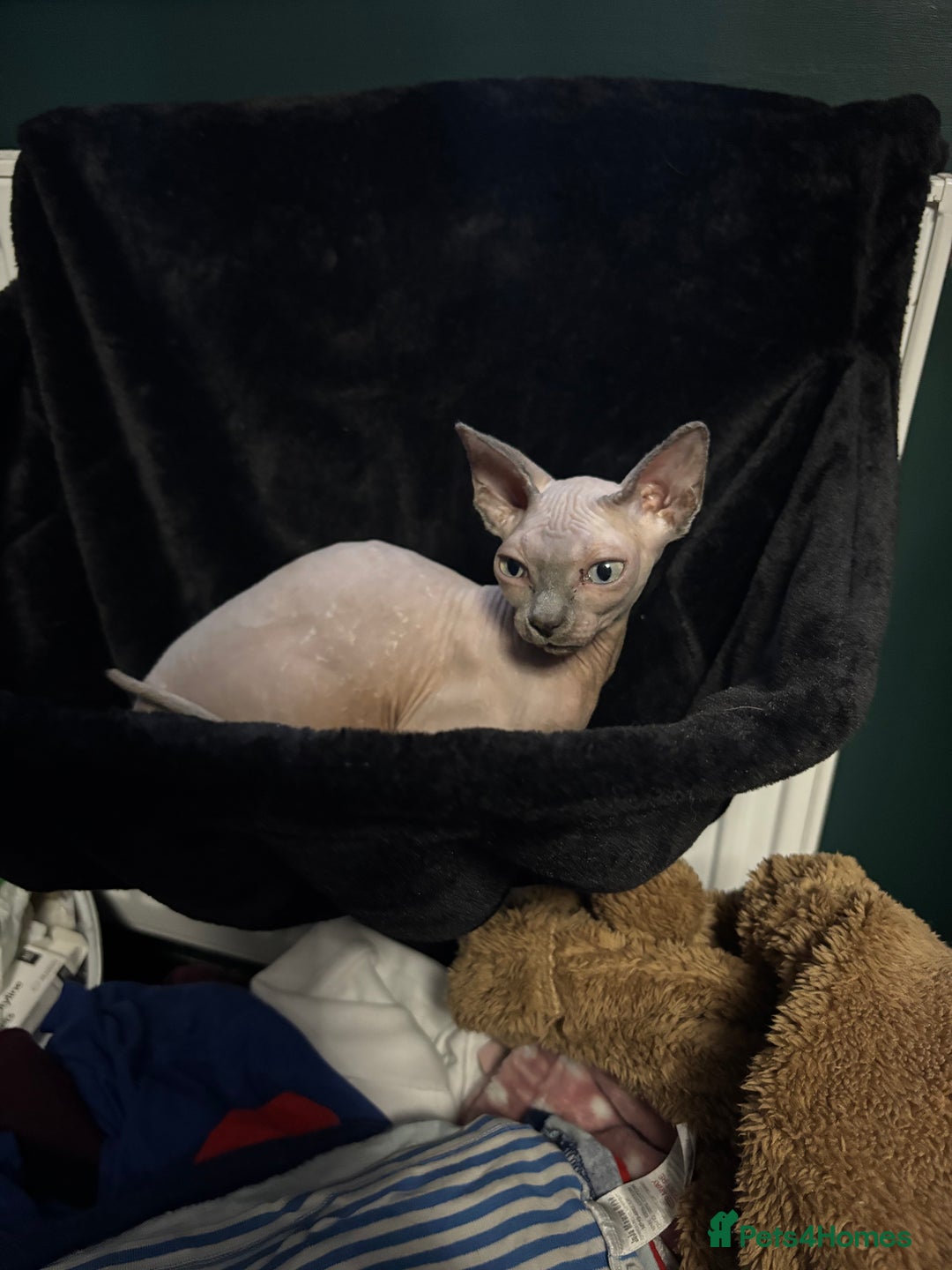 Sphynx cats for sale: Sphynx Kitten - Advert 5