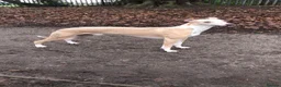 Whippet dogs for stud: 4 year old Male  in Altrincham - Advert 2