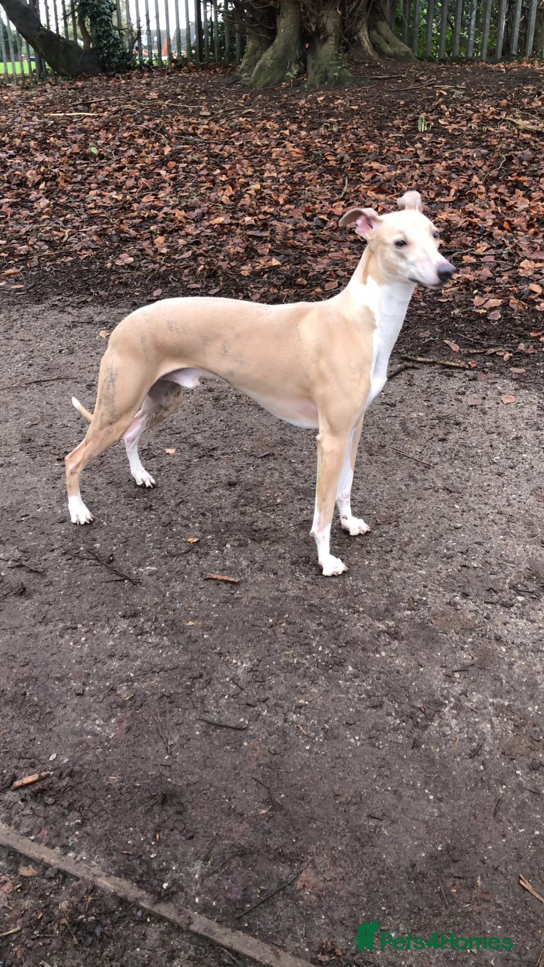 Whippet dogs for stud: 4 year old Male  in Altrincham - Advert 2