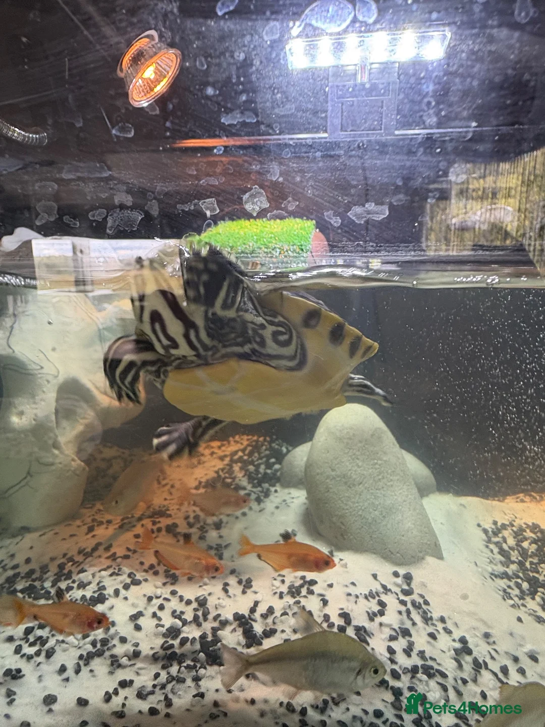 Turtle reptiles for sale: Young Florida red bellied turtle  in Corsham - Advert 10