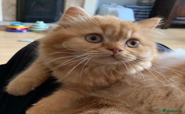 British Longhair cats - Advert 1
