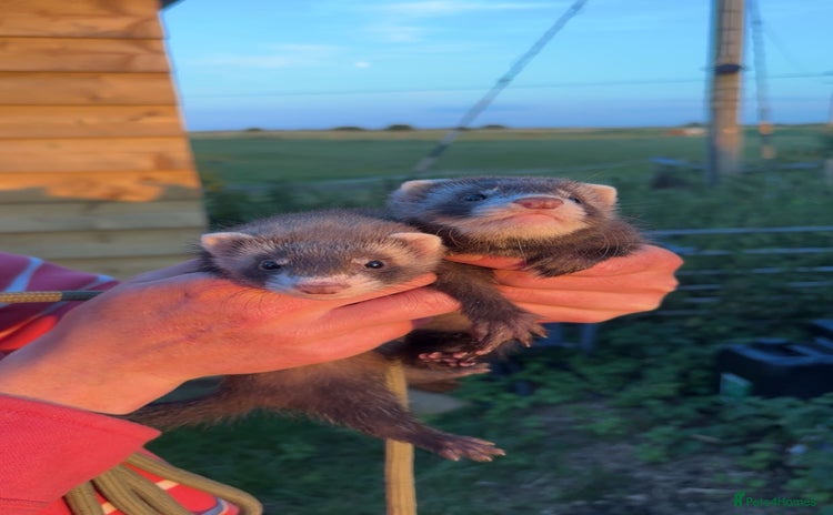 Ferret rodents - Advert 1