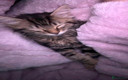British Longhair cats for sale: British Longhair Ragdoll - Image 3