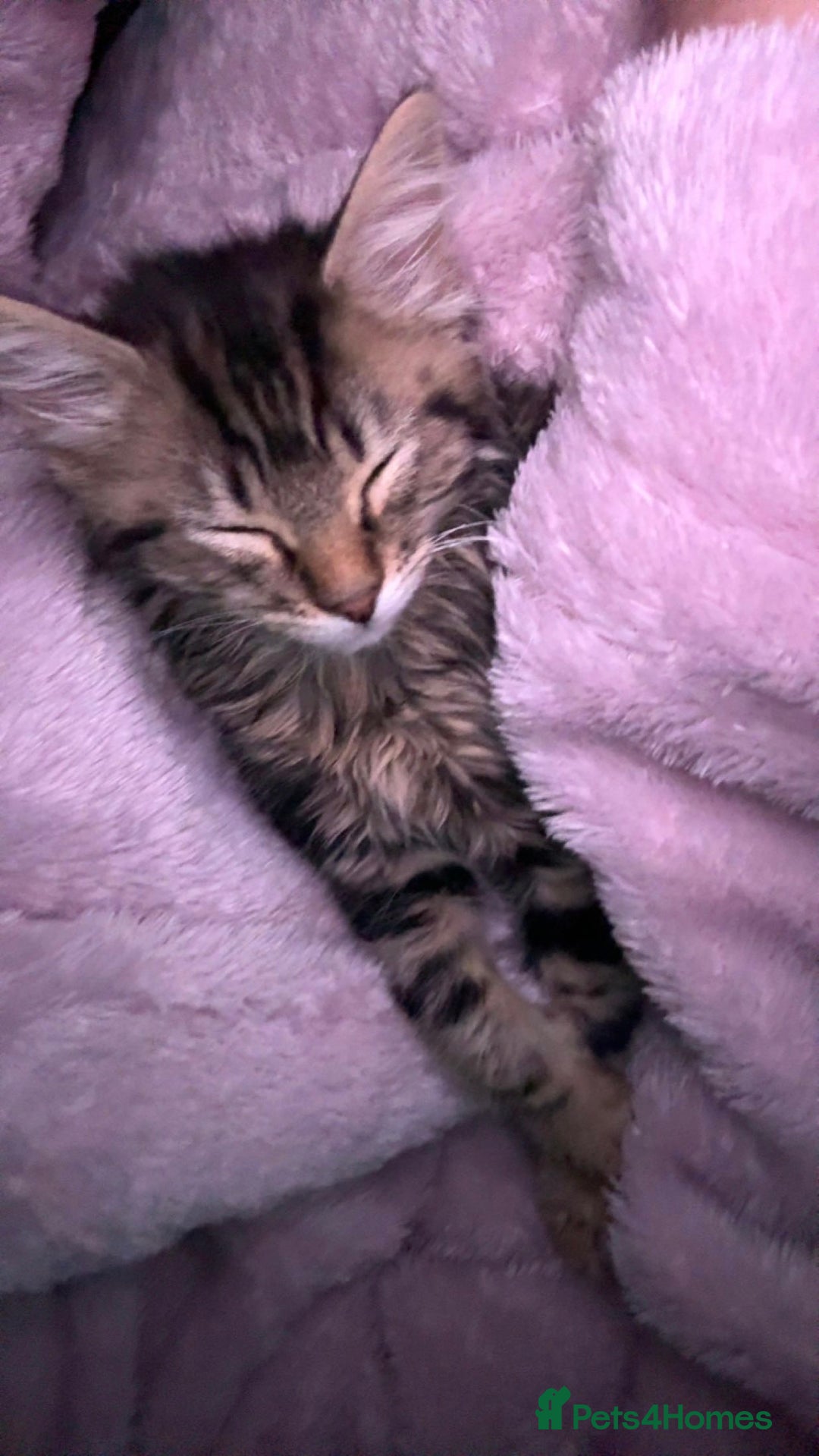 British Longhair cats for sale: British Longhair Ragdoll - Image 3