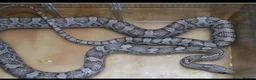 Corn Snake reptiles for sale: Corn snake and set up  in Saint Austell - Advert 2