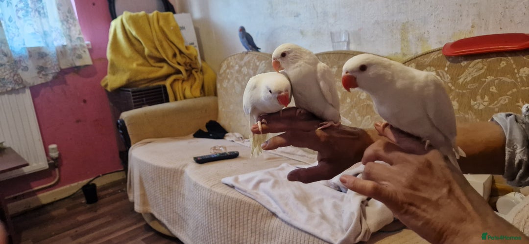 Ringnecks birds for sale: I have white ringnecks 4 months old for sale  - Image 4