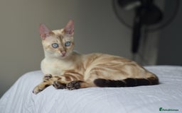 Siamese cats for sale: 🧬F1 BENAMESE KITTENS🧬  - Image 4